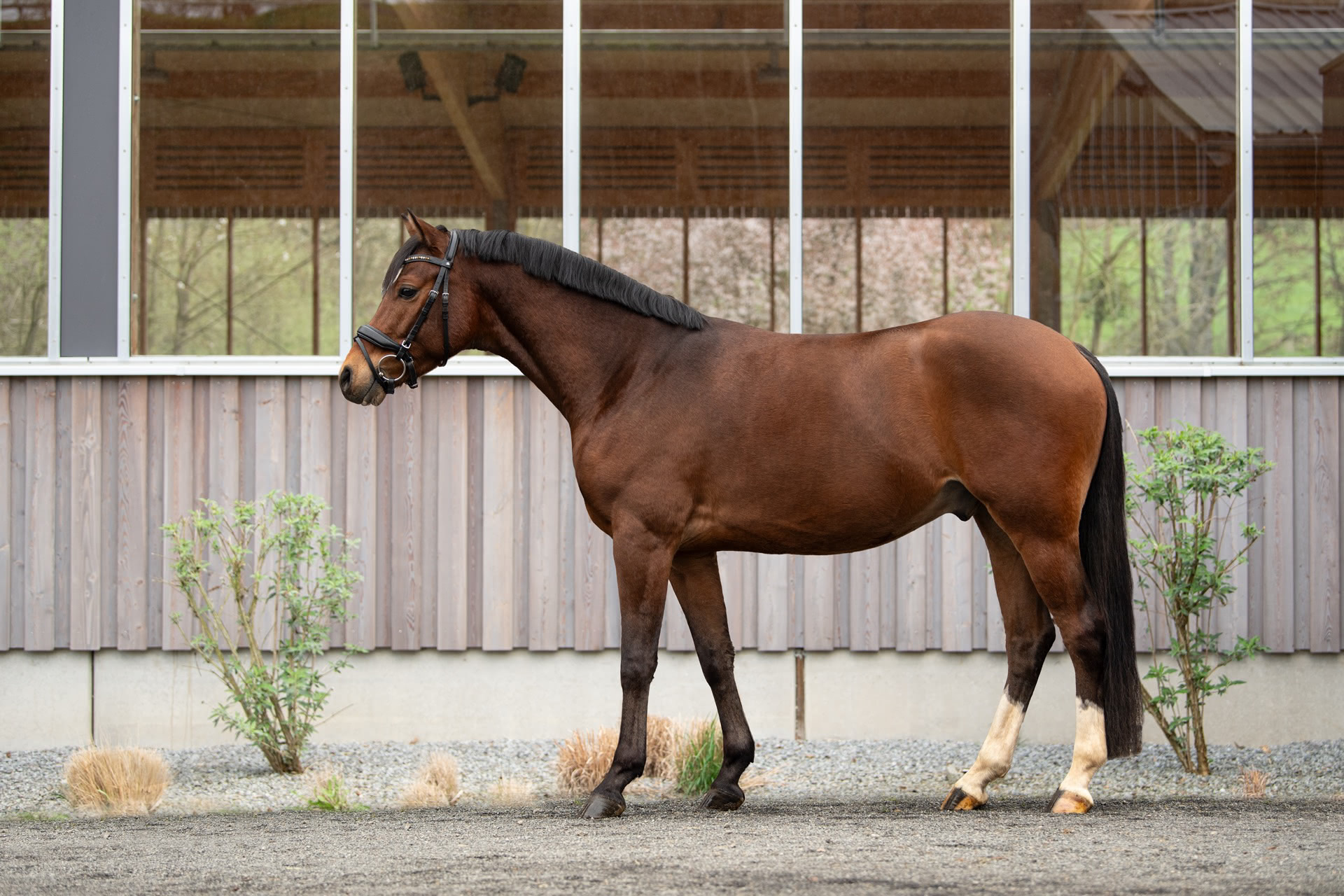 Verkaufspony Maurik's Guy Laroche