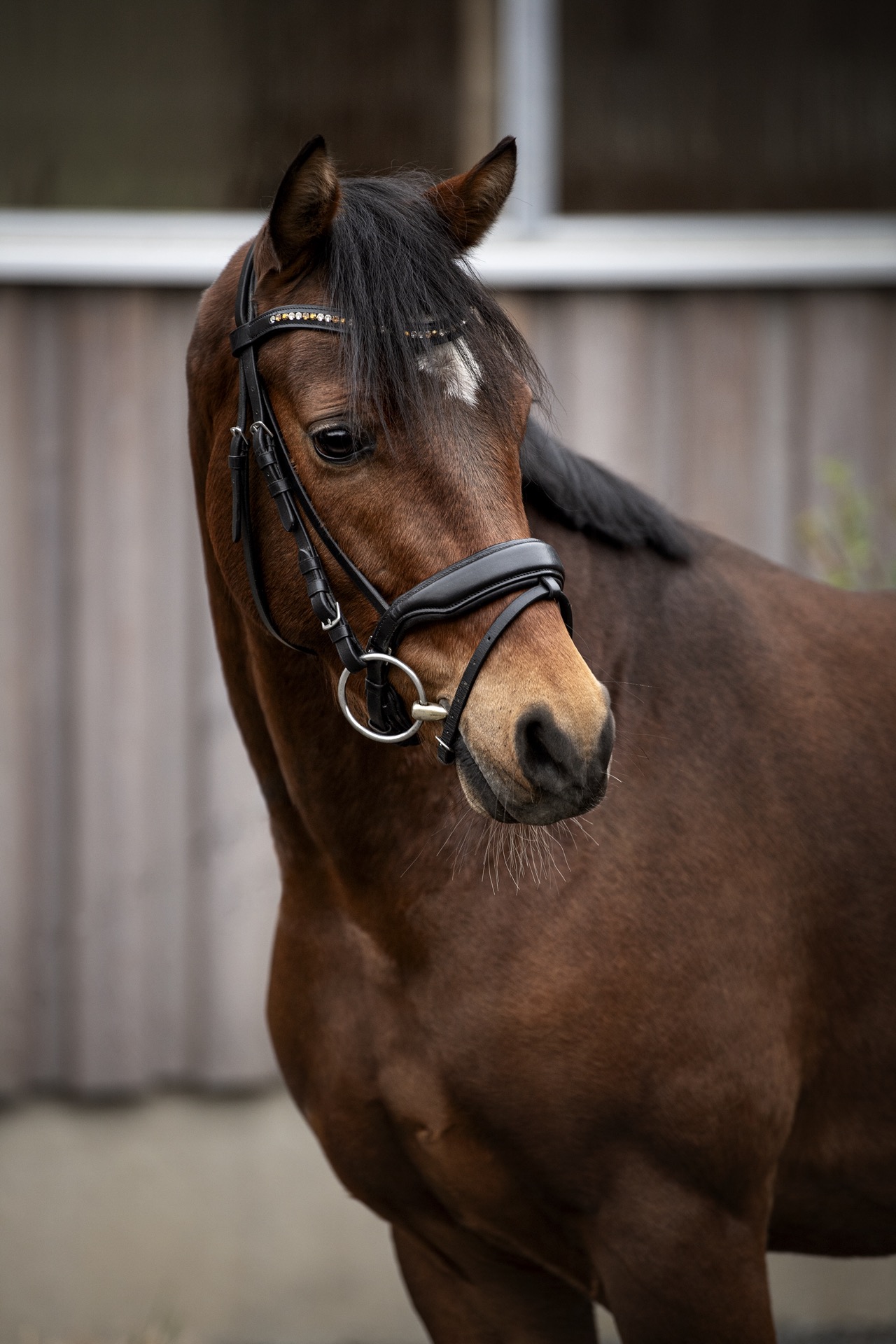 Verkaufspony Maurik's Guy Laroche