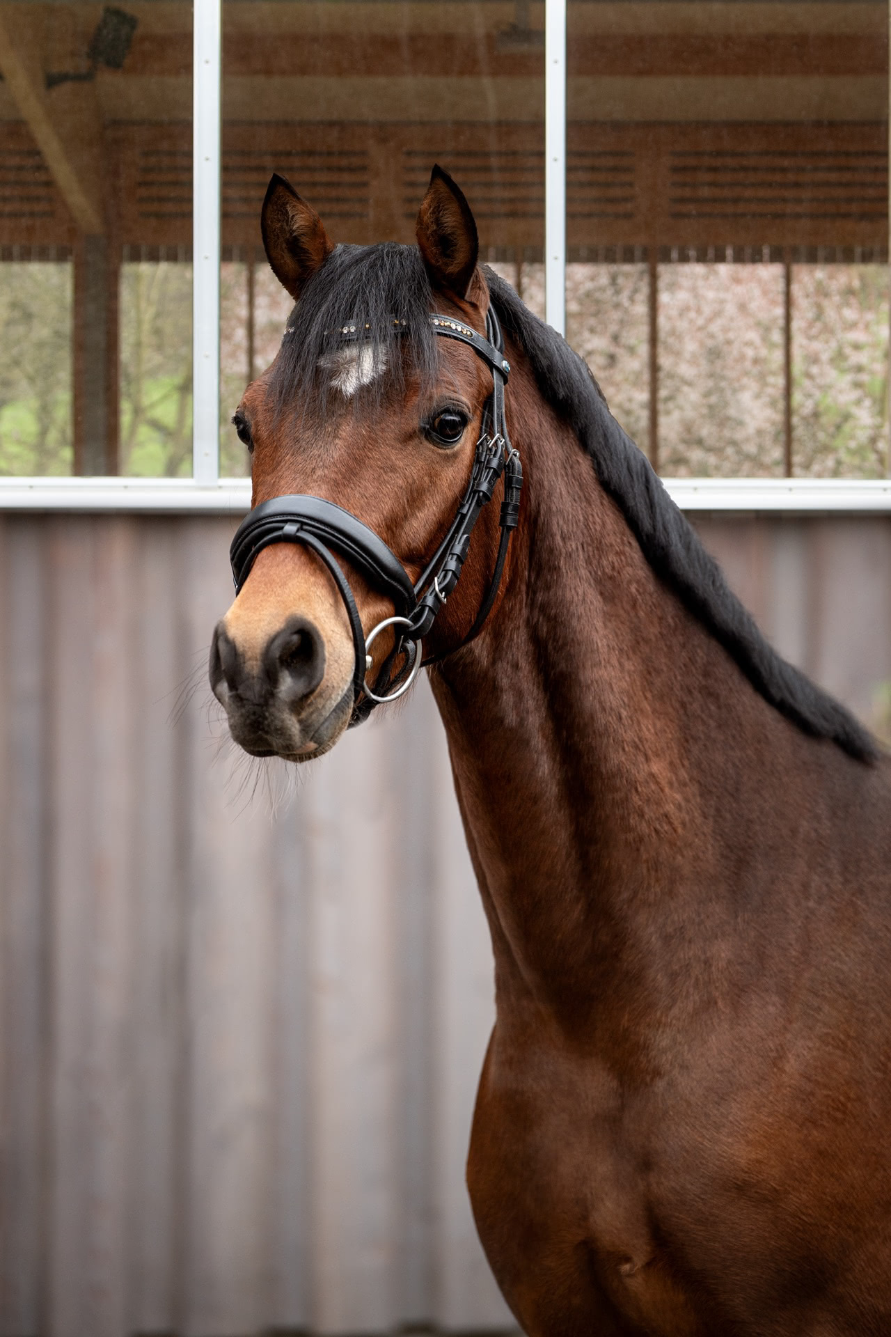 Verkaufspony Maurik's Guy Laroche